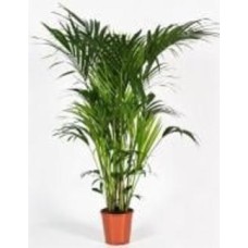 Растение Пальма Кентия 21/100 Растение Пальма Кентия 21/100