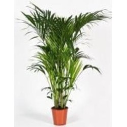 Растение Пальма Кентия 21/100 Растение Пальма Кентия 21/100
