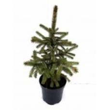 Ель живая 0.5-0.6 м в ассортименте