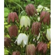 Луковица Яскрава Фритилария травянистая Meleagris mix 5 шт. Луковица Яскрава Фритилария травянистая Meleagris mix 5 шт.