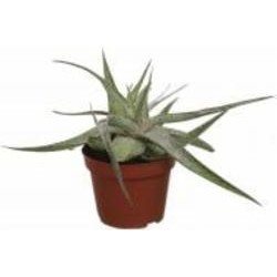 Растение комнатное Алоэ микс 10.5х15 см