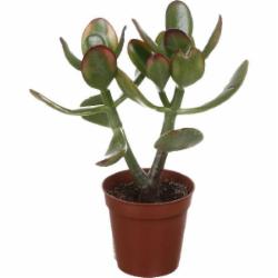 Растение Крассула d5/h10 Растение Крассула d5/h10