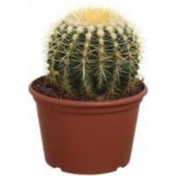 Растение комнатное Кактус эхиногрузон 20х25 см