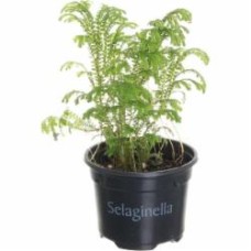 Растение Селагинелла Растение Селагинелла