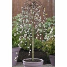 Растение Верба Salix integra Kilmarnock C5 Pa 150