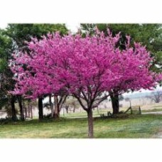 Растение Церсис канадский Cercis canad ensis h 140-160 см