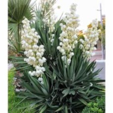 Растение Юкка нитчатая Yucca filamentosa h 50-60 см