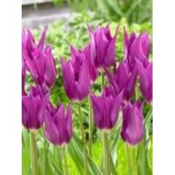 Луковица тюльпана лилиецветного Юми ноу Мурасаки 3 шт. Луковица тюльпана лилиецветного Юми ноу Мурасаки 3 шт.