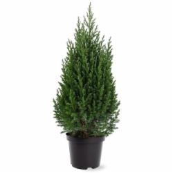 Растение Можжевельник китайский / Juniperus chinensis Stricta С 3 H 30-40
