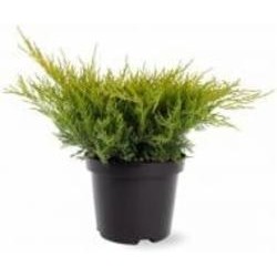 Растение Можжевельник средний / Juniperus pfitzeriana Old Gold С 3 D 20-25