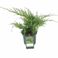 Растение Можжевельник средний / Juniperus pfitzeriana White Splash С 3 D 20-25