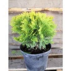 Растение Туя западная / Thuja occidentalis Mirijam С 3D 20-30