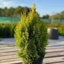 Растение Туя западная / Thuja occidentalis Smaragd С 3 Н 20-30 Растение Туя западная / Thuja occidentalis Smaragd С 3 Н 20-30