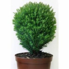 Растение Туя западная / Thuja occidentalis Teddy С 3D 20-30