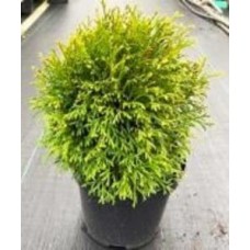 Растение Туя западная / Thuja occidentalis Waterfield С 3 D 20-30