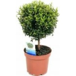 Растение Мирт 12*30 на стволе