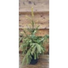 Ель сербская / Picea omorica C20 H100-120