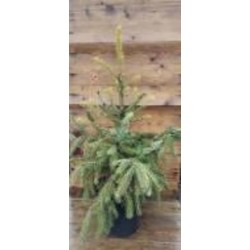 Ель сербская / Picea omorica C20 H100-120