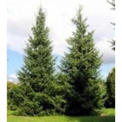 Растение Ель сербская формованная/ Picea omorica, ком H150-170