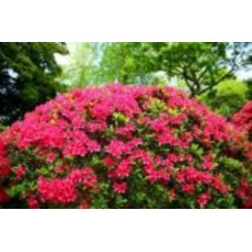 Растение Азалия японская / Azalea japonica, С4