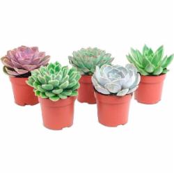 Суккулент Эхеверия 5х10 микс