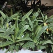 Растение Гастерия 9х10 Little Warty Растение Гастерия 9х10 Little Warty