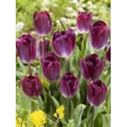 Луковица тюльпана триумф Канзас Прауд 3 шт. Луковица тюльпана триумф Канзас Прауд 3 шт.