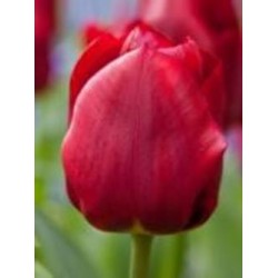 Луковица тюльпан триумф Паллада 3 шт. Луковица тюльпан триумф Паллада 3 шт.