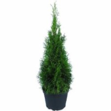 Растение Туя западная / Thuja occidentalis Smaragd ком