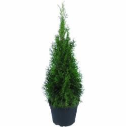 Растение Туя западная / Thuja occidentalis Smaragd ком