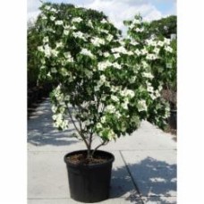 Растение Дерен Cornus kousa 7L h-120-150 см