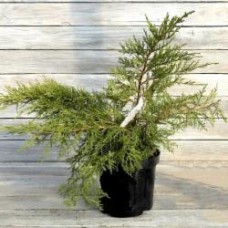 Растение Можжевельник средний / Juniperus pfitzeriana Aurea, С7,5 D 30-40