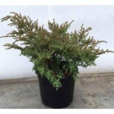 Растение Можжевельник средний / Juniperus pfitzeriana Compacta С7.5 D 30-40