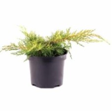 Растение Можжевельник средний / Juniperus pfitzeriana Old Gold С7.5 D 30-40