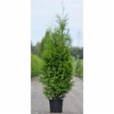 Растение Туя западная Brabant C10 H 80-100