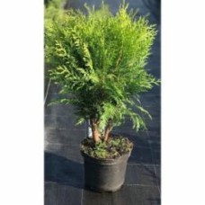 Растение Туя западная Globosa С7.5 D 30-40 Растение Туя западная Globosa С7.5 D 30-40