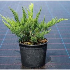 Растение Можжевельник казацкий Tamariscifolia d40-50 WRB