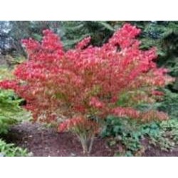 Растение Бересклет европейский Red Cascade V21 h60+
