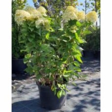 Растение Гортензия метельчатая Grandiflora V19 h80-90 WRB