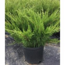 Растение Можжевельник средний / Juniperus pfitzeriana Mint Julep, C80 №35