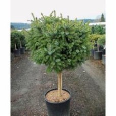 Ель сербская Picea omorika Nana (Бонзай) №1