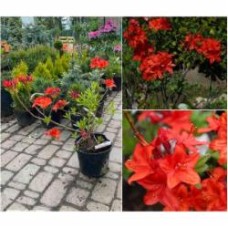 Растение Азалия крупноцветковая / Rhododendron azalea С3