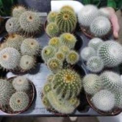 Растение Кактус 8х10 Notocactus микс