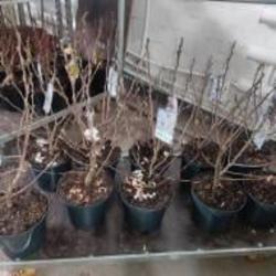 Растение Магнолия 21х70 белая Stellata Растение Магнолия 21х70 белая Stellata