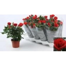 Растение Роза 12х30 крупноголовая красная Растение Роза 12х30 крупноголовая красная