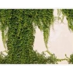 Обои виниловые на флизелиновой основе A.S. Creation The wall 2 39227-1 0,53x20,1 м