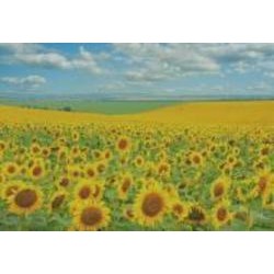 Репродукция Поле подсолнухов 35x Арт Фемелі