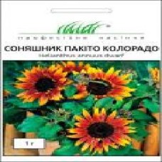Семена Професійне насіння подсолнух декоративный Пакито Колорадо смесь 1 г