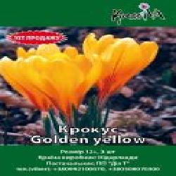 Луковица Крокус Golden yellow 3 шт.