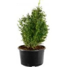 Растение Самшит вечнозеленый Buxus sempervirens h 55-65 см